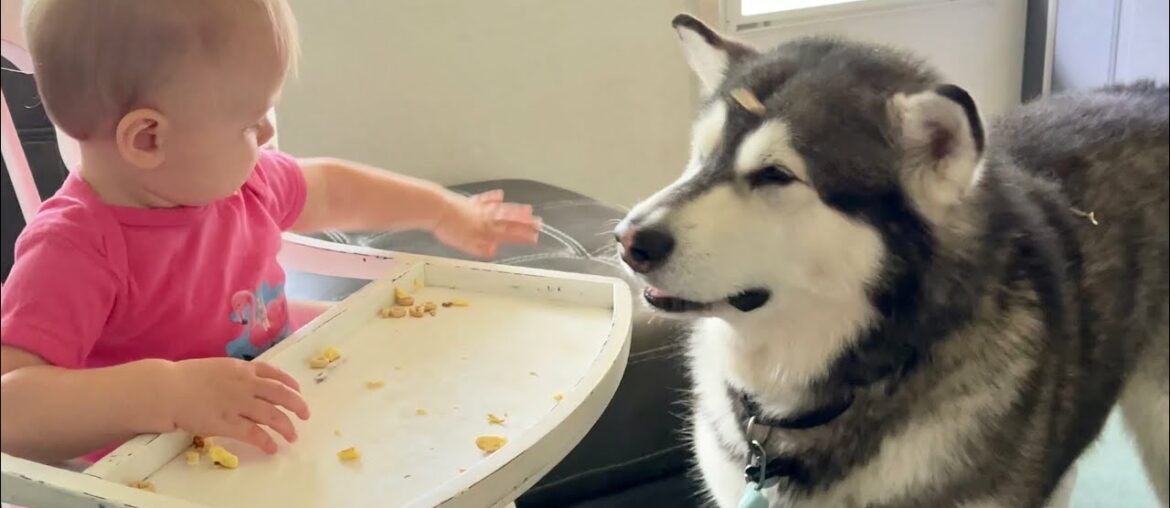 Food Fight | Kahlia Throws French Toast at Tonka and he Loved it Food Fight | Kahlia Throws French Toast at Tonka and he Loved it