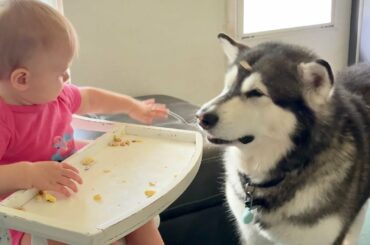 Food Fight | Kahlia Throws French Toast at Tonka and he Loved it