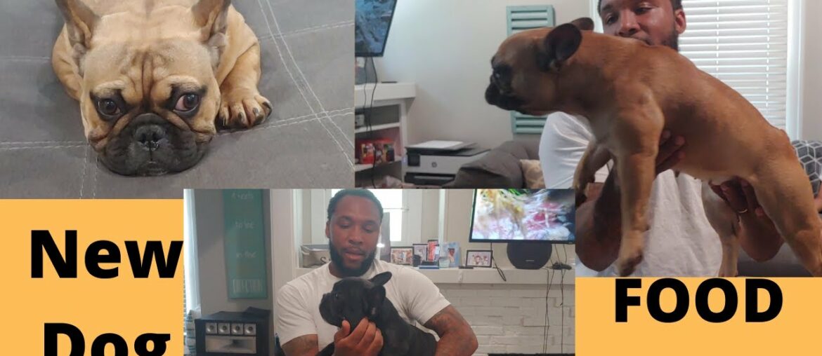 New dog food: What I feed my French bull dogs, Purina pro plan 30/20