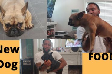 New dog food: What I feed my French bull dogs, Purina pro plan 30/20