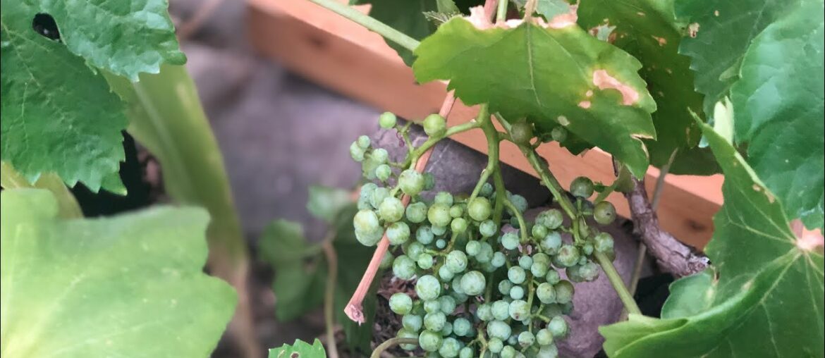 Early Grape &  peach’s and cream corn Harvest & Fall prep #grapes #peachesandcreamcorn