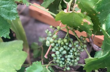 Early Grape &  peach’s and cream corn Harvest & Fall prep #grapes #peachesandcreamcorn