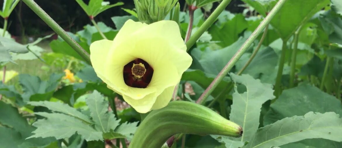 REAL Relaxing July Garden Tour | ORGANIC gardening 2021 REAL Relaxing July Garden Tour | ORGANIC gardening 2021