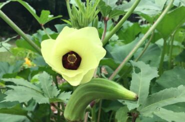 REAL Relaxing July Garden Tour | ORGANIC gardening 2021