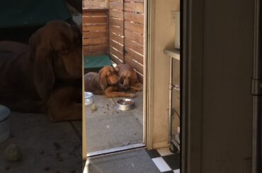 Bloodhound Dogs Argue Over Who Gets New Gourmet Food With Fancy Sauce