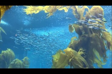 Visited Monterey Bay Aquarium, Had French Food at a Local Restaurant - vlog17 (Eng Sub)