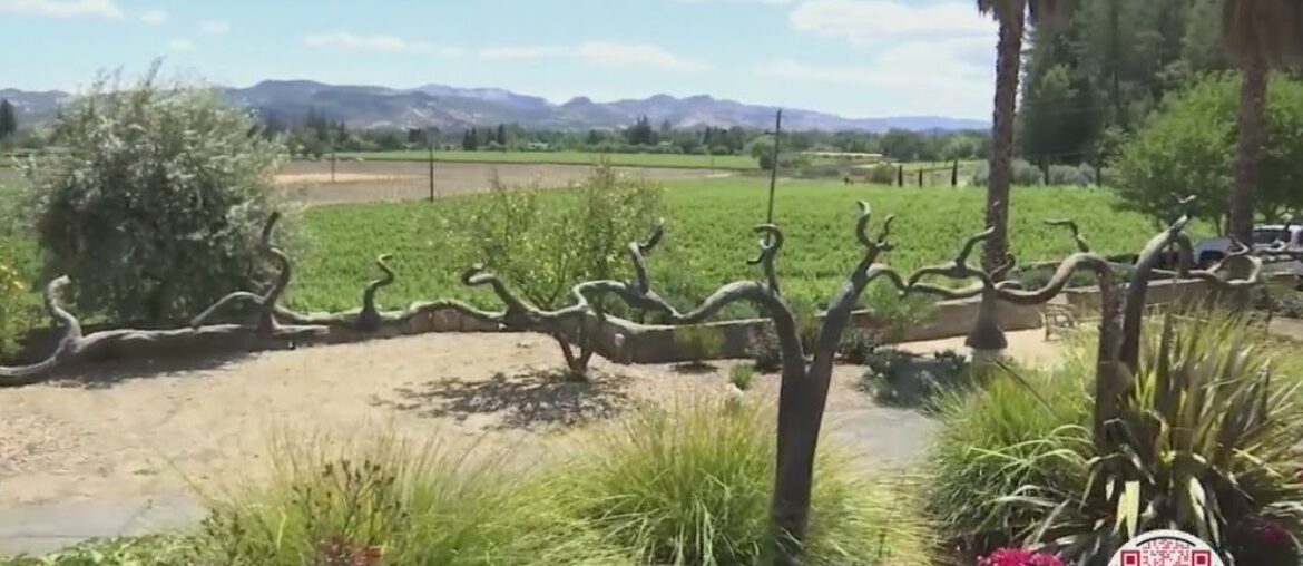 French winemakers put down roots in Napa Valley