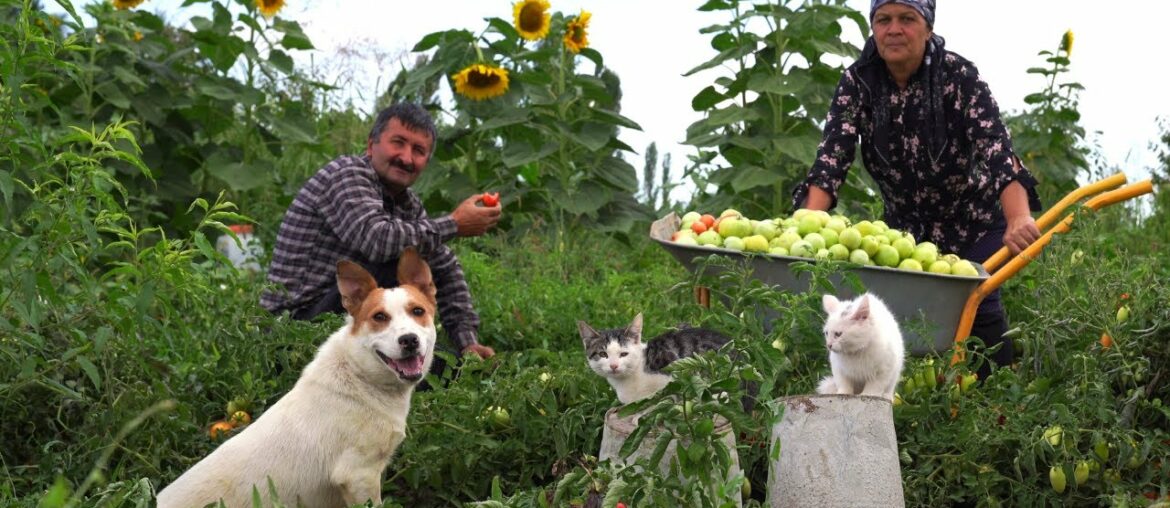 Harvesting 100 % Organic Green Tomatoes and Pickling for Winter, Outdoor Cooking