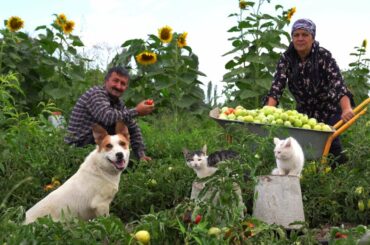 Harvesting 100 % Organic Green Tomatoes and Pickling for Winter, Outdoor Cooking