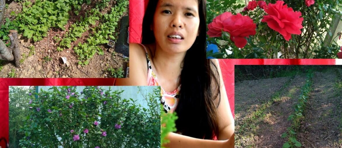 Christian's garden in France/Healthy living