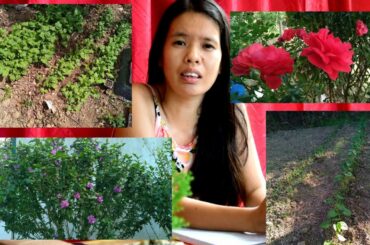 Christian's garden in France/Healthy living