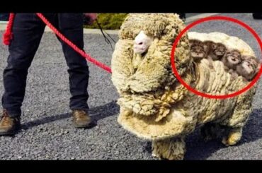 He found a wooled sheep then his heart drops when he looked under