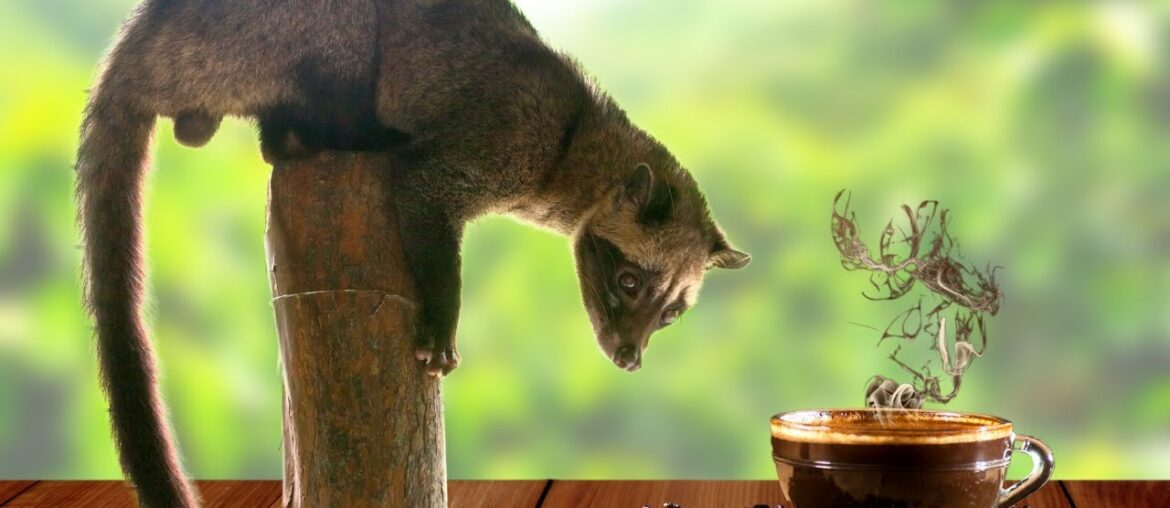 Luwak Coffee vs Wine Coffee | World's MOST EXPENSIVE COFFEE