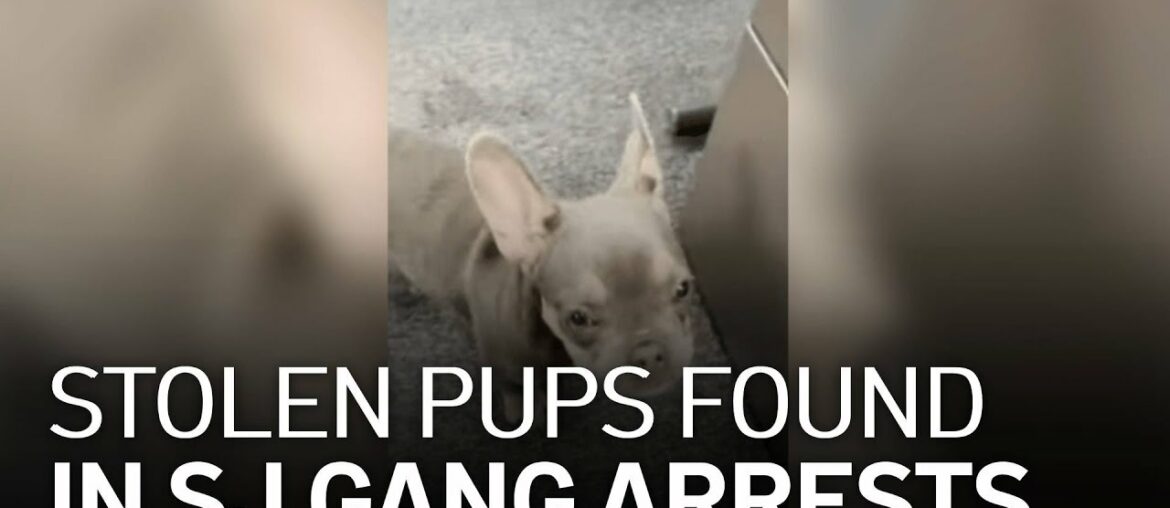 Alleged Gang Members Steal French Bulldogs Among Other Crimes: San Jose Police