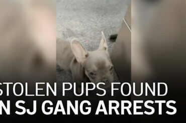 Alleged Gang Members Steal French Bulldogs Among Other Crimes: San Jose Police