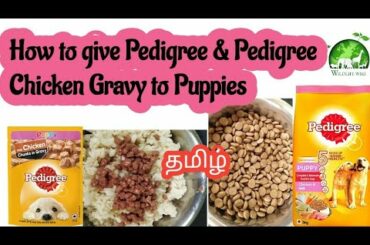 How to give pedigree dog food to puppy in tamil| Pedigree Chicken chunks Gravy to puppies| Dog food