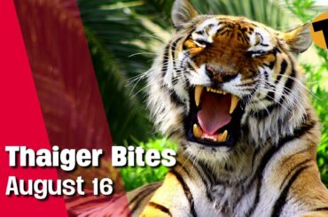 Thaiger Bites | Your comments and Feedback | August 16