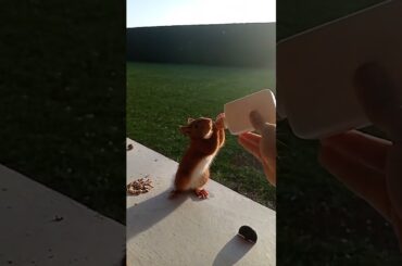 A Good Samaritan gives a drink to a thirsty squirrel