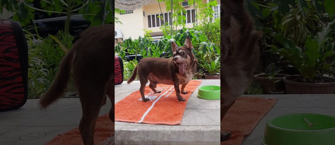 brutus eating outside house