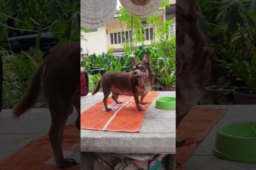 brutus eating outside house