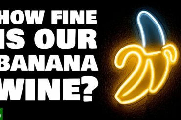 How Fine is our Banana Wine?  One Year Taste Test!