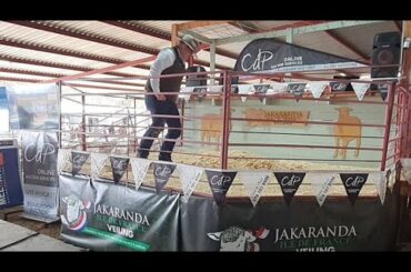 Jakaranda Ile de France Auction