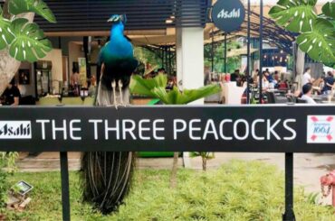 The Three Peacocks Singapore 2021 | Affordable BBQ Buffet in Singapore
