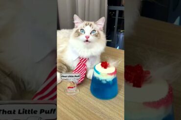 A bit of French for today! #thatlittlepuff #pets #recipes #WorthTheWait #OneStepCloser