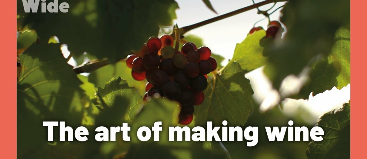 Tasmania: Growing top-grade wine grapes I WIDE Tasmania: Growing top-grade wine grapes I WIDE