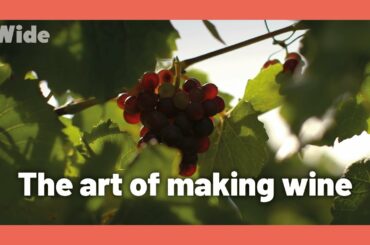 Tasmania: Growing top-grade wine grapes I WIDE