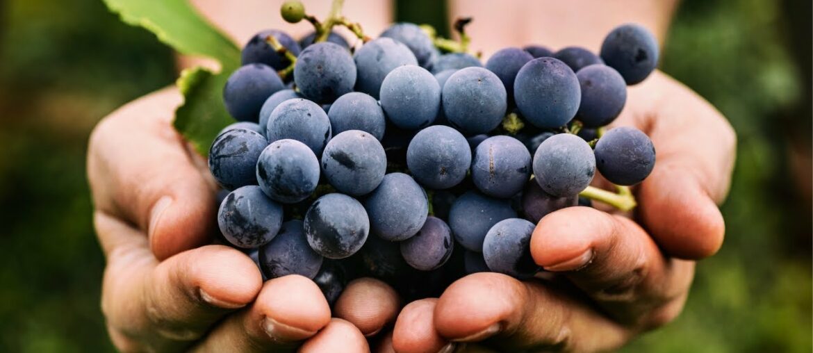 Wine 101: Journey to Washington Wine Country with Chef Cindy Wine 101: Journey to Washington Wine Country with Chef Cindy