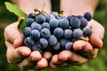 Wine 101: Journey to Washington Wine Country with Chef Cindy