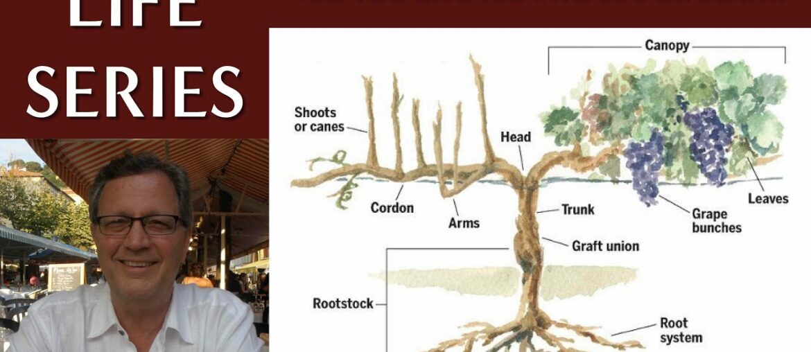 Grapevine Rootstock – What Are You Grafted To: Life or Death? Grapevine Rootstock - What Are You Grafted To: Life or Death?