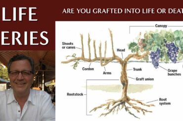 Grapevine Rootstock - What Are You Grafted To: Life or Death?
