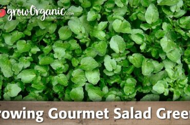 How to Grow Gourmet Salad Greens
