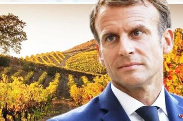 France wine CRlSlS: Spring frost and disease trigger 'historic Iow' suppIy chaos