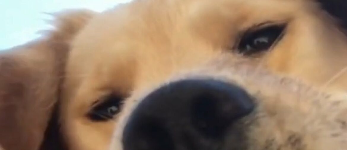 SQR – French Onion Stuffed Chicken SQR - French Onion Stuffed Chicken