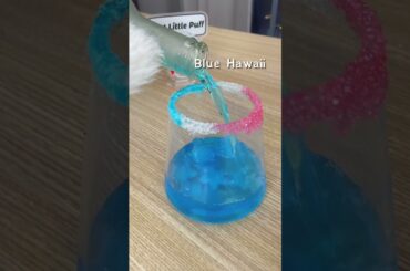 TikTok cat|A bit of French for today! #thatlittlepuff #pets #recipes #WorthTheWait #OneStepCloser