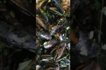 French Mussels with white wine and heavy cream