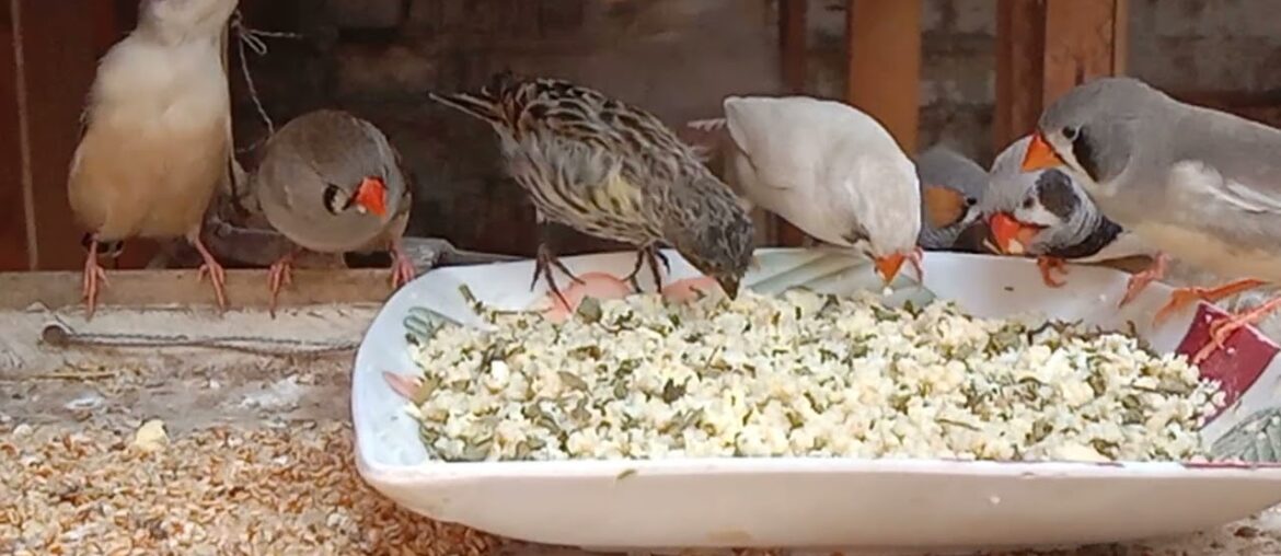 zebra French egg food dawat