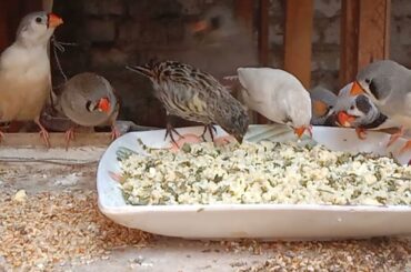 zebra French egg food dawat