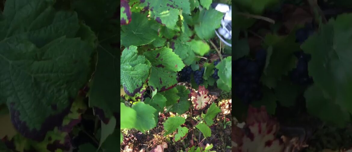 French Wine Harvest in France 2021