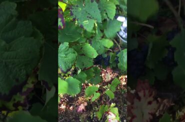 French Wine Harvest in France 2021