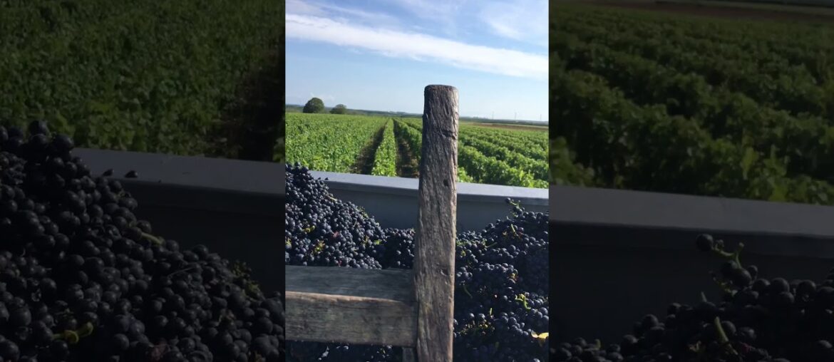 Harvest Wine Grape in France. September 2021