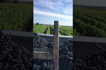Harvest Wine Grape in France. September 2021