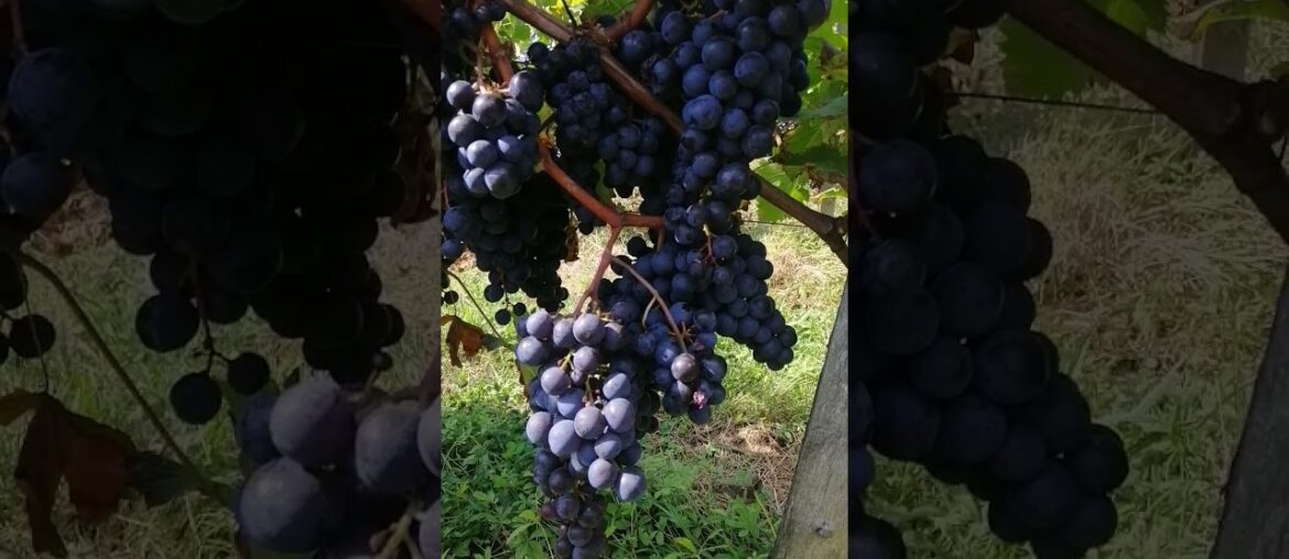 harvestseason#france#grapes#saintemilion#wine#redwine#anggur#buahanggur#siappanen#