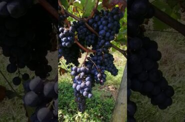 harvestseason#france#grapes#saintemilion#wine#redwine#anggur#buahanggur#siappanen#