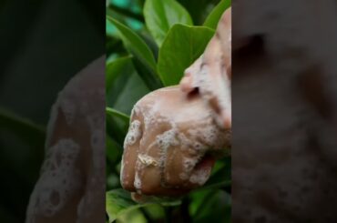 A quick fun reel withe Pure Handmade French Rose Bar #eeyalcare #handmadesoaps