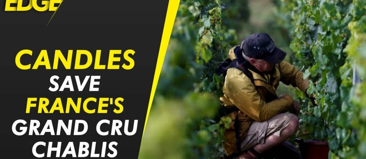 French wine producers using candles to save grand cru Chablis as frost ravages rest of vineyards French wine producers using candles to save grand cru Chablis as frost ravages rest of vineyards