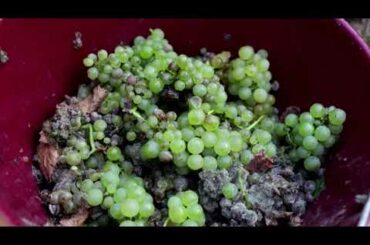 'Candles' save Chablis wine from frost wipeout